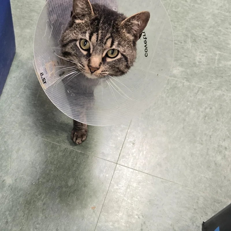 An adult medium-sized male Tabby (Brown / Chocolate) Domestic Short Hair cat named Gimble for adoption in Mokena, IL