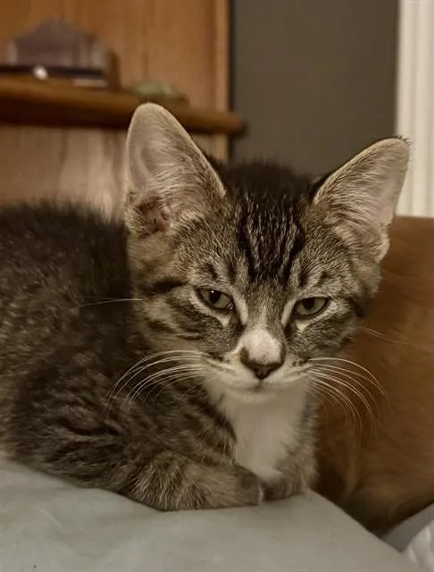 A baby small-sized male Domestic Short Hair cat named Marty for adoption in West Valley City, UT