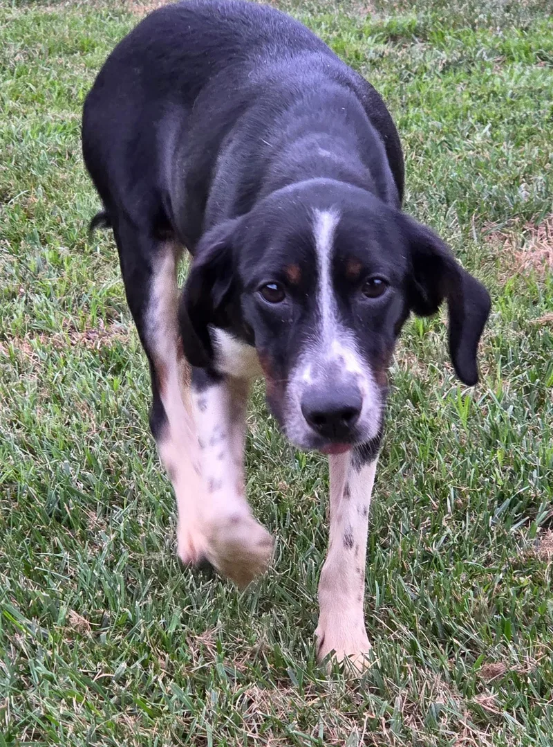 A young small-sized female Tricolor (Brown, Black, & White) Beagle dog named Violet for adoption in Jeffersonville, IN