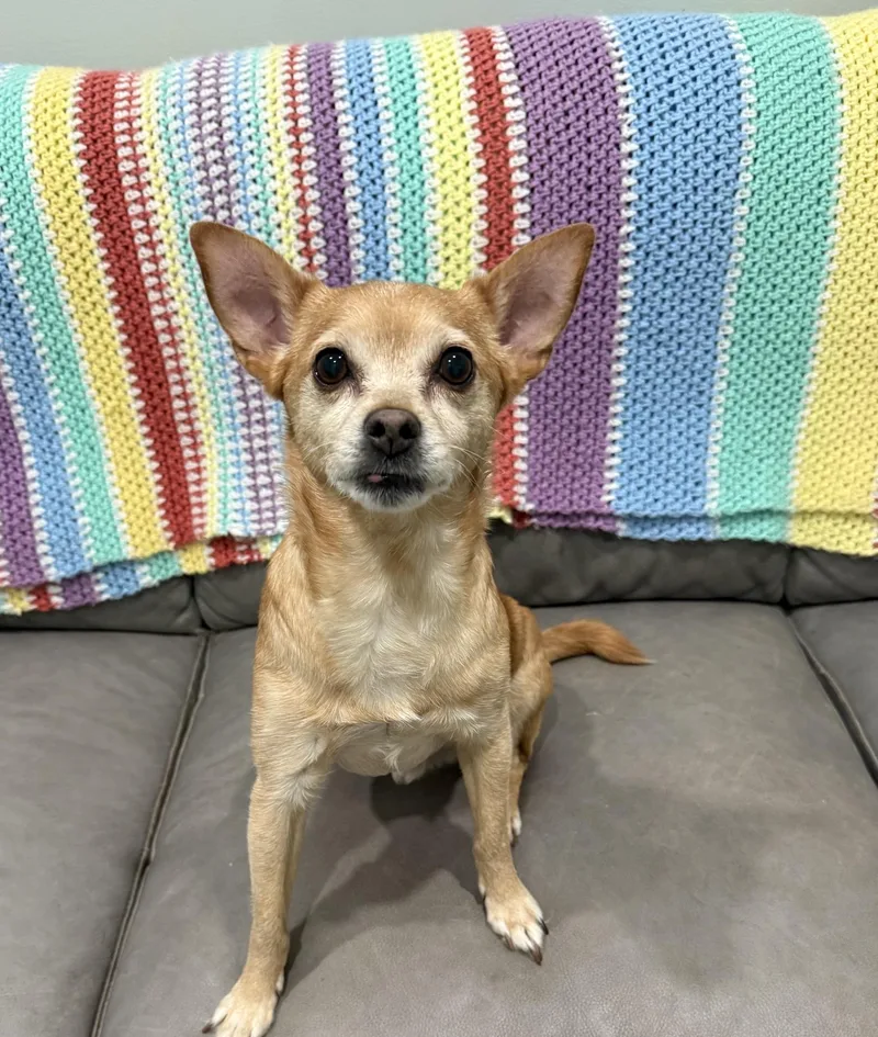 A senior small-sized male Apricot / Beige Chihuahua dog named Dash Sweet year for adoption in Sault Sainte Marie, MI