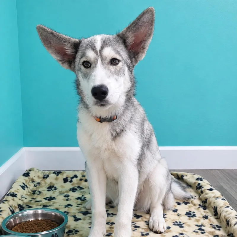 A young medium-sized female Husky dog named Lilly for adoption in Jefferson city, TN