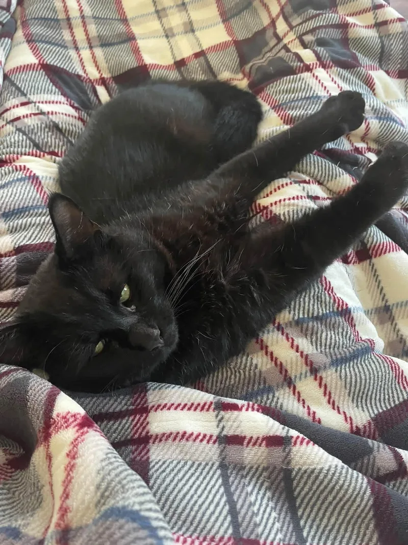 A young medium-sized male Domestic Short Hair cat named Cole for adoption in Enfield, CT