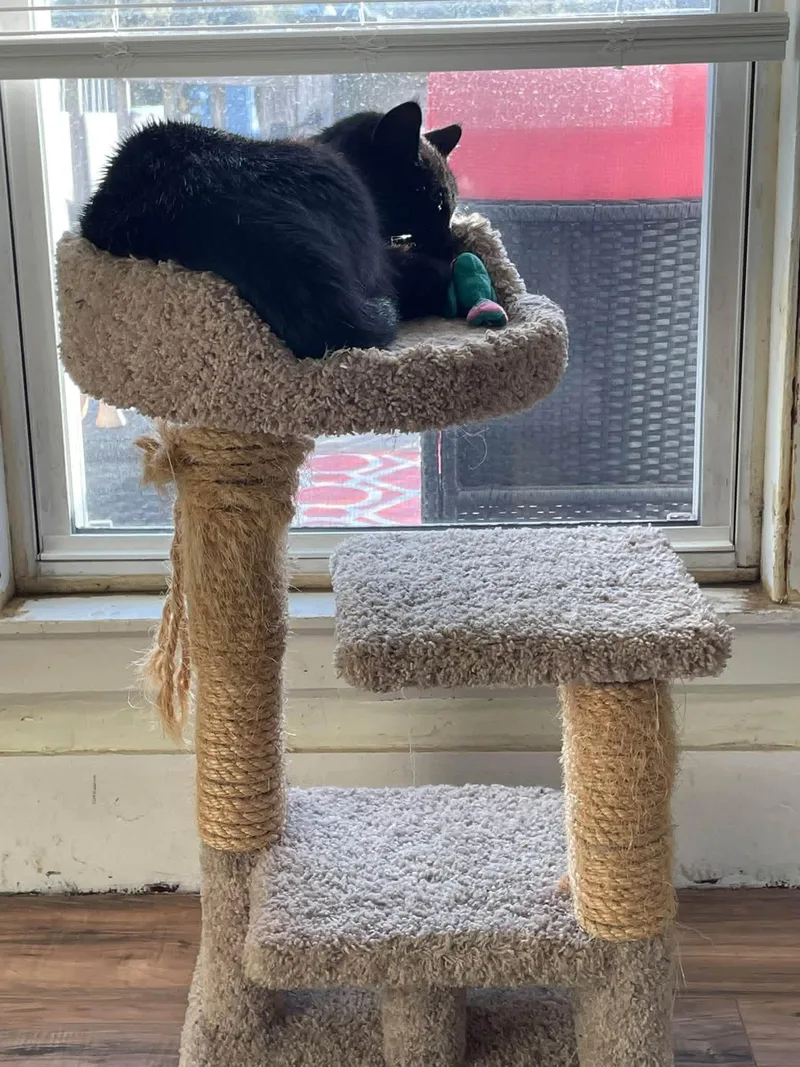 Cole thumbnail 3