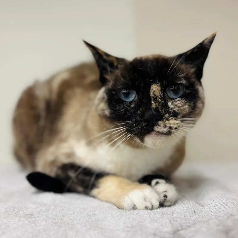 A senior small-sized female Cream / Ivory Domestic Short Hair cat named Jasmine Duval for adoption in Woodbury, NJ