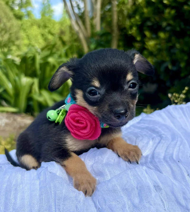 A baby small-sized female Black Chihuahua dog named Nettie for adoption in Pittsboro, NC