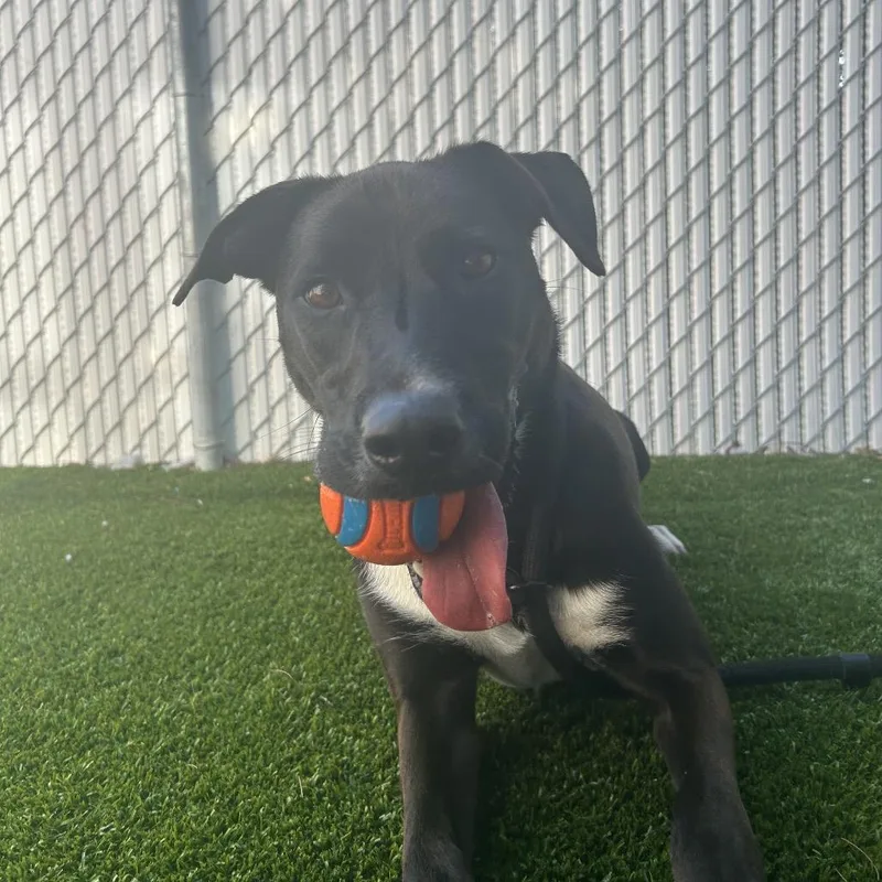 An adult medium-sized male Black Mixed Breed dog named Ace for adoption in Bedford, NH