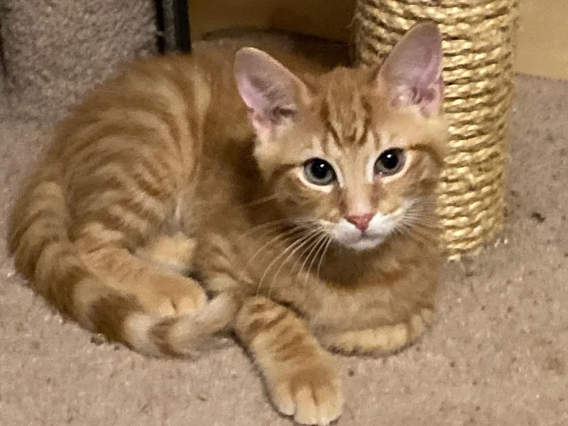 A baby large-sized male Brown / Chocolate Domestic Short Hair cat named Sampson for adoption in Watkinsville, GA