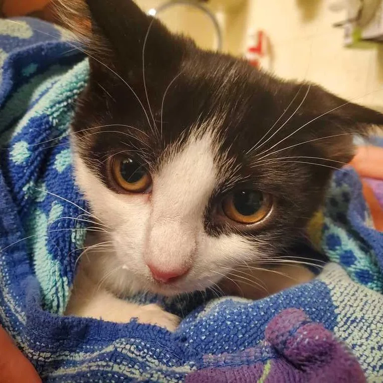 A baby small-sized male Black Domestic Short Hair cat named Miles for adoption in Asheville, NC