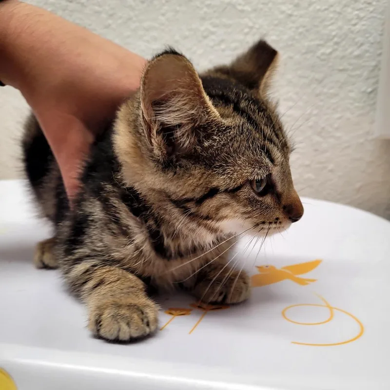 A baby small-sized male Domestic Short Hair cat named Star for adoption in Allyn, WA