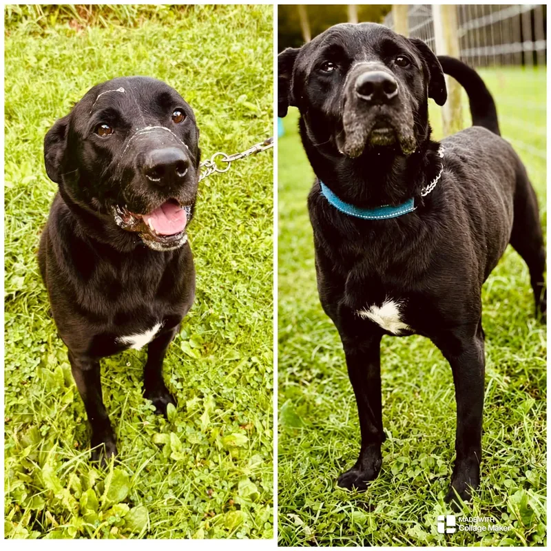 An adult medium-sized male Black Retriever dog named Shorty for adoption in Coudersport, PA
