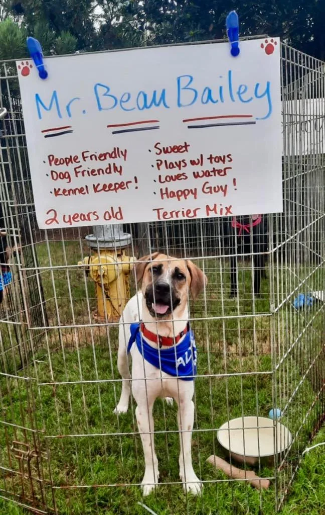 Beau Bailey thumbnail 3