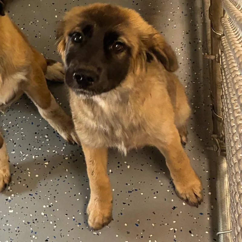 A baby large-sized female Mixed Breed dog named Cherry for adoption in Danville, KY
