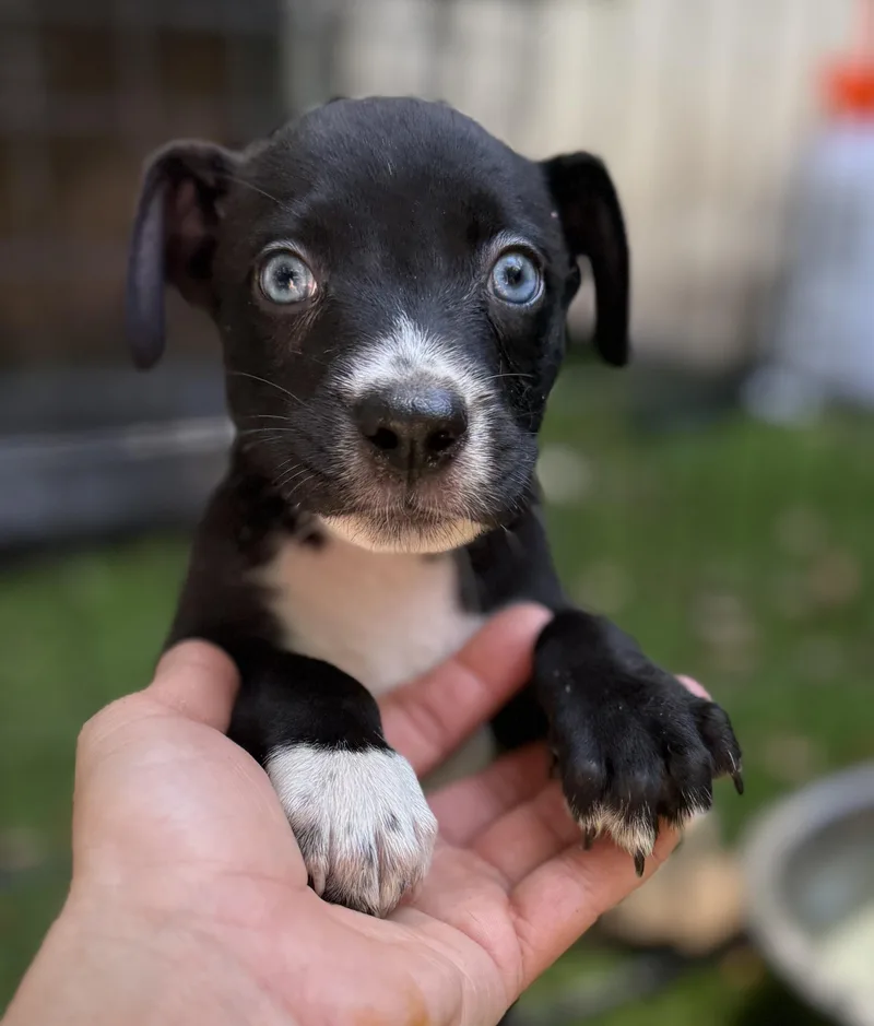 A baby medium-sized female White / Cream Mixed Breed dog named Glitter for adoption in Proctorville, OH