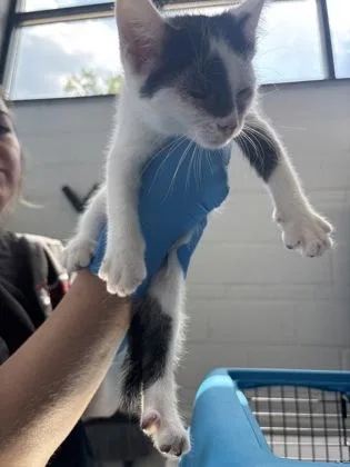 A baby small-sized male Domestic Short Hair cat named Fella for adoption in West Chester, PA