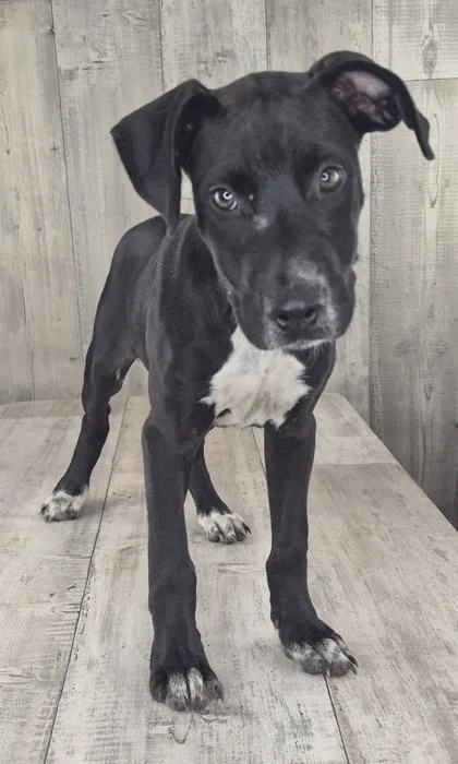 An adult small-sized female Terrier dog named Sienna for adoption in Shreveport, LA