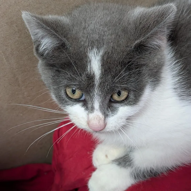 A baby medium-sized male Domestic Short Hair cat named Bop for adoption in Olean, NY