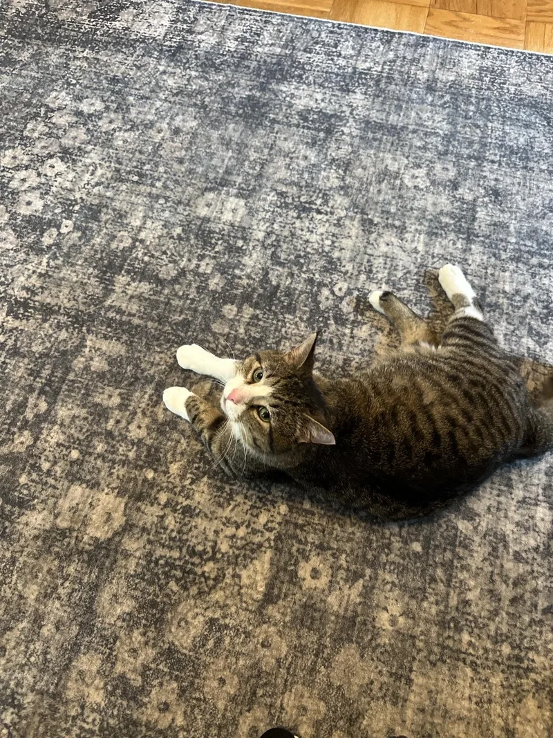 An adult large-sized male Tabby (Tiger Striped) Domestic Short Hair cat named Bubba for adoption in warren, OH