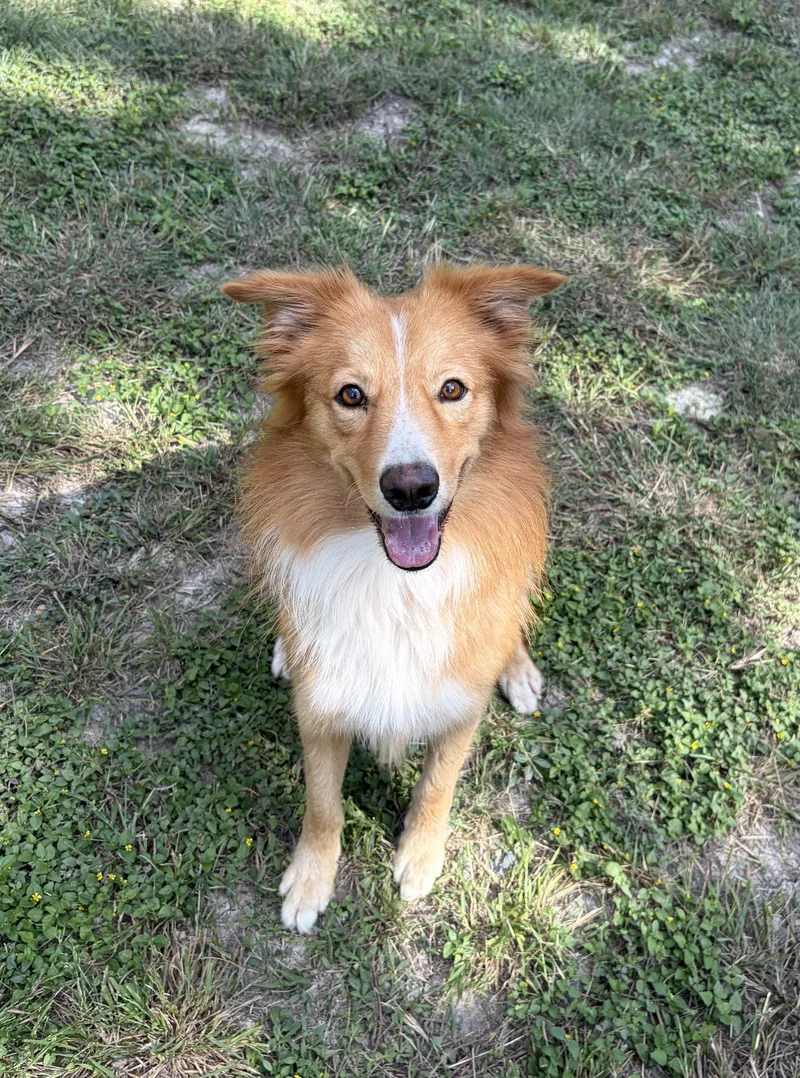 An adult medium-sized male Collie dog named Hal for adoption in Kerrville, TX