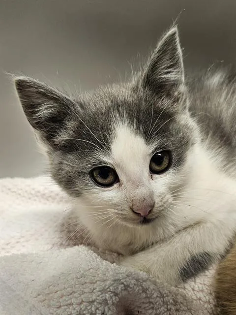 A baby medium-sized female White Domestic Short Hair cat named Soy for adoption in Clyde, NC