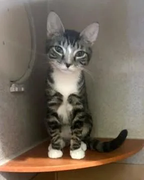 A young small-sized male Domestic Short Hair cat named Ollie for adoption in Washington, DC