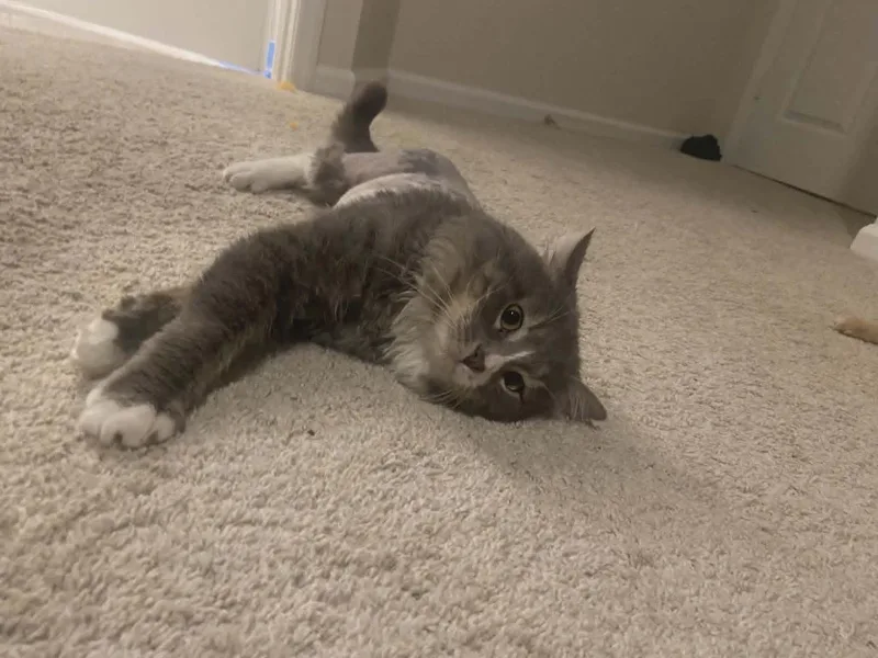 Tim