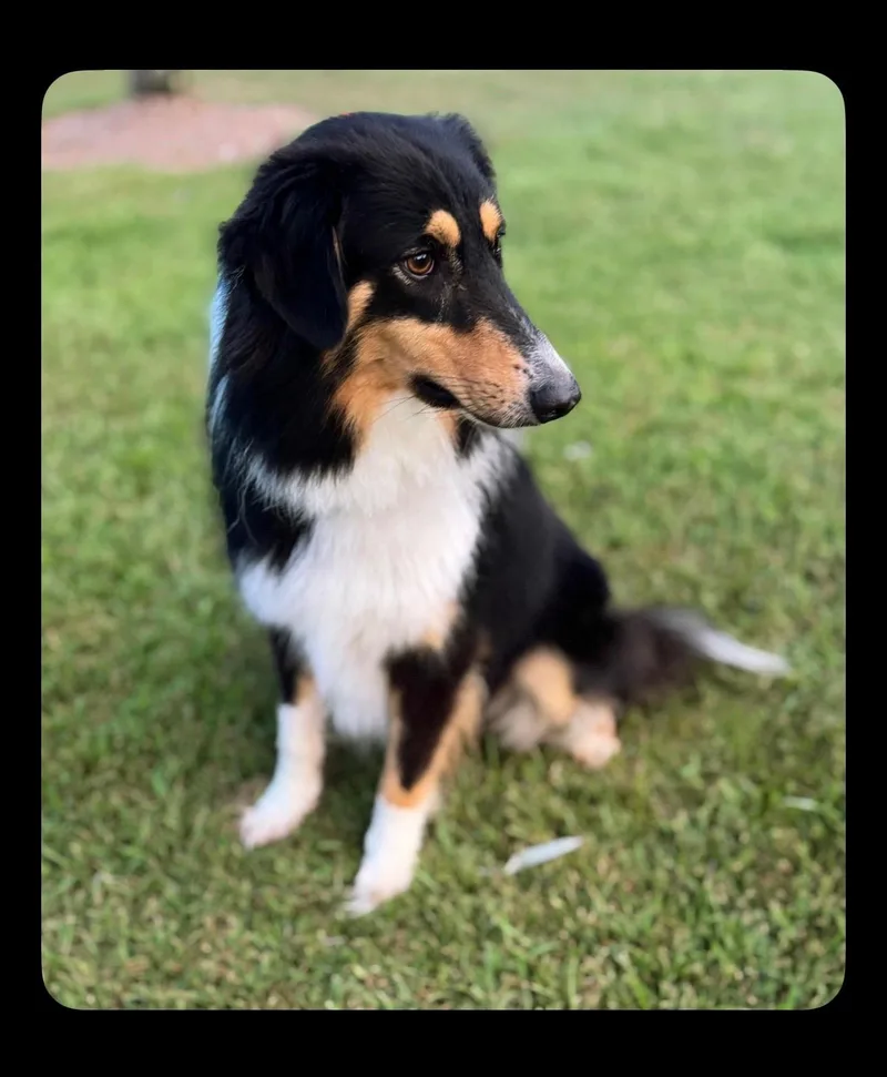 Roscoe thumbnail 4
