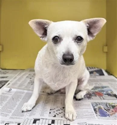 A senior small-sized female Chihuahua dog named Minnie for adoption in Los Angeles, CA