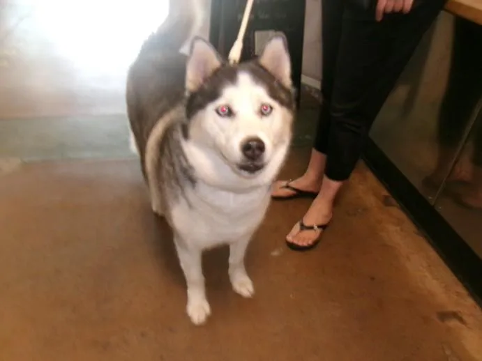 An adult large-sized female Husky dog named Blue for adoption in Van Nuys, CA