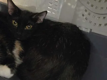 A baby medium-sized female Black Domestic Short Hair cat named Sailor Neptune for adoption in Kansas City, MO