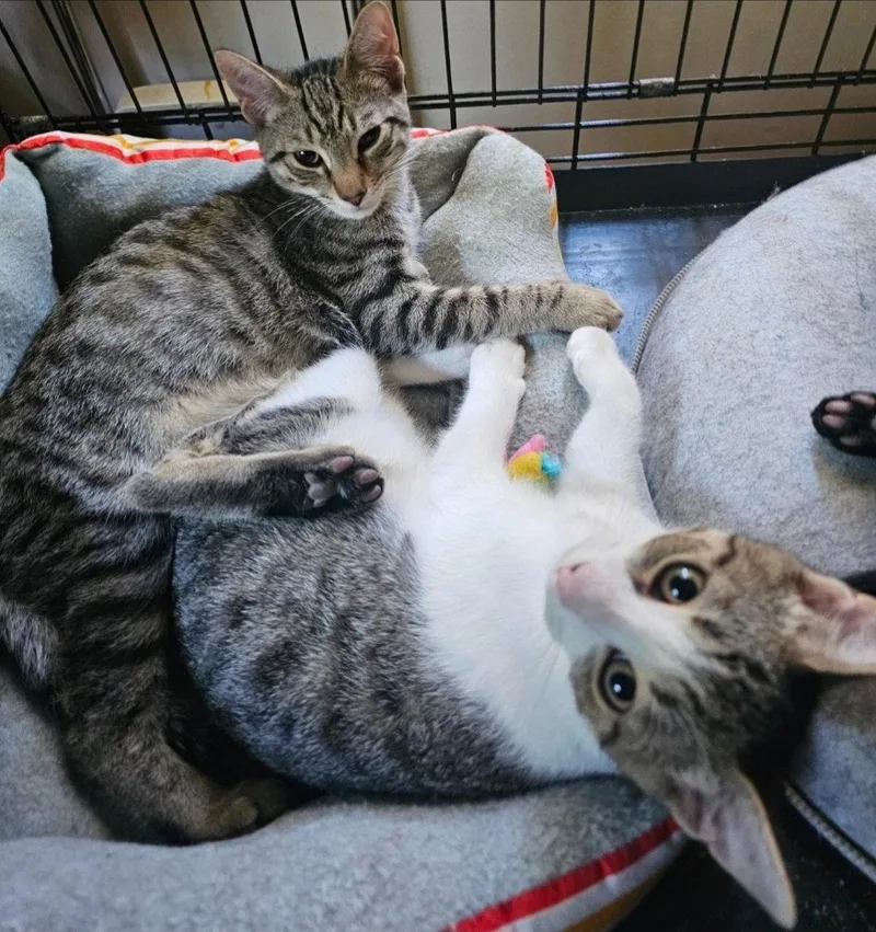 A young medium-sized male Domestic Short Hair cat named Tater Tot for adoption in Morganville, NJ