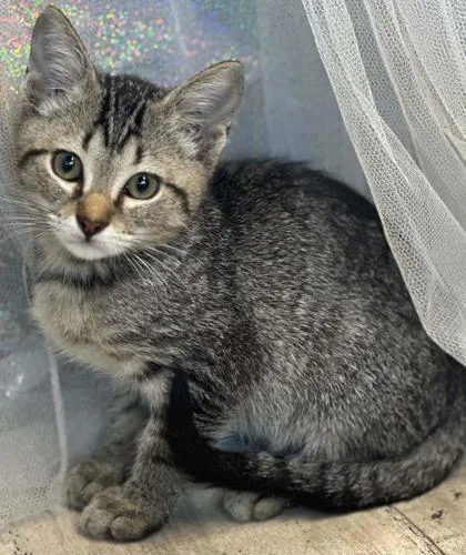 An adult small-sized male Domestic Short Hair cat named Azrael for adoption in Shreveport, LA