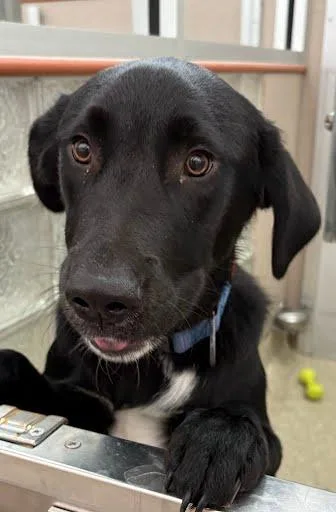 A baby large-sized male Labrador Retriever dog named Warnie for adoption in Washington, DC