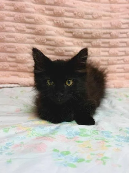 A baby small-sized male Domestic Long Hair cat named Derry for adoption in Visalia, CA