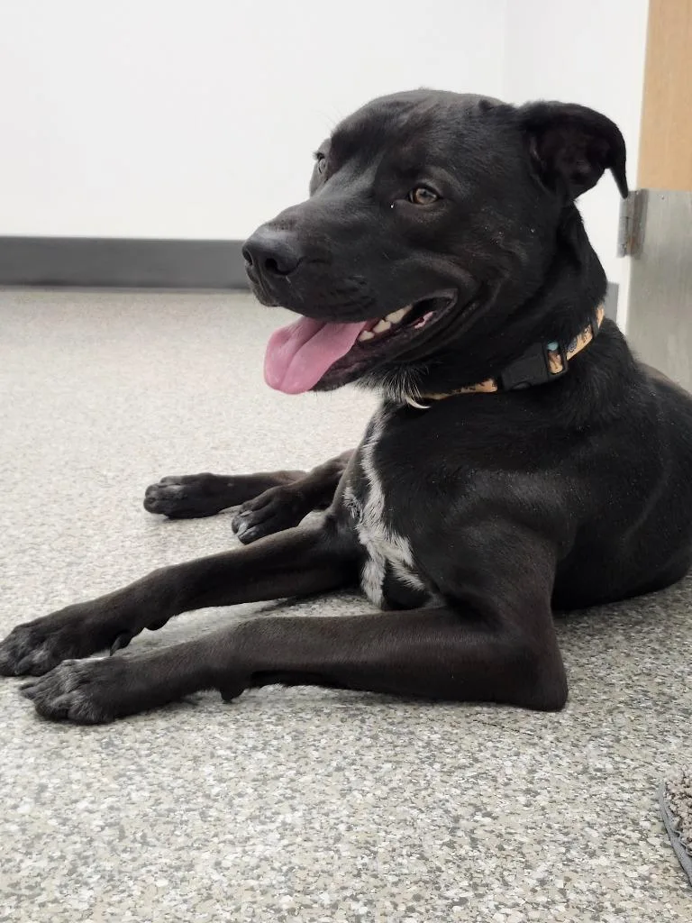 Marshall thumbnail 2