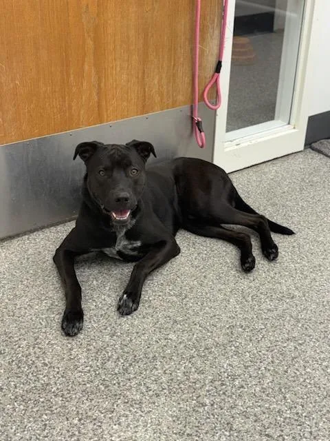 Marshall thumbnail 3