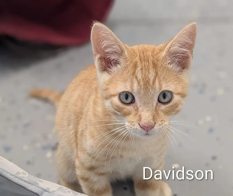 A baby small-sized male Tabby (Orange / Red) Domestic Short Hair cat named Davidson for adoption in Sparta, WI