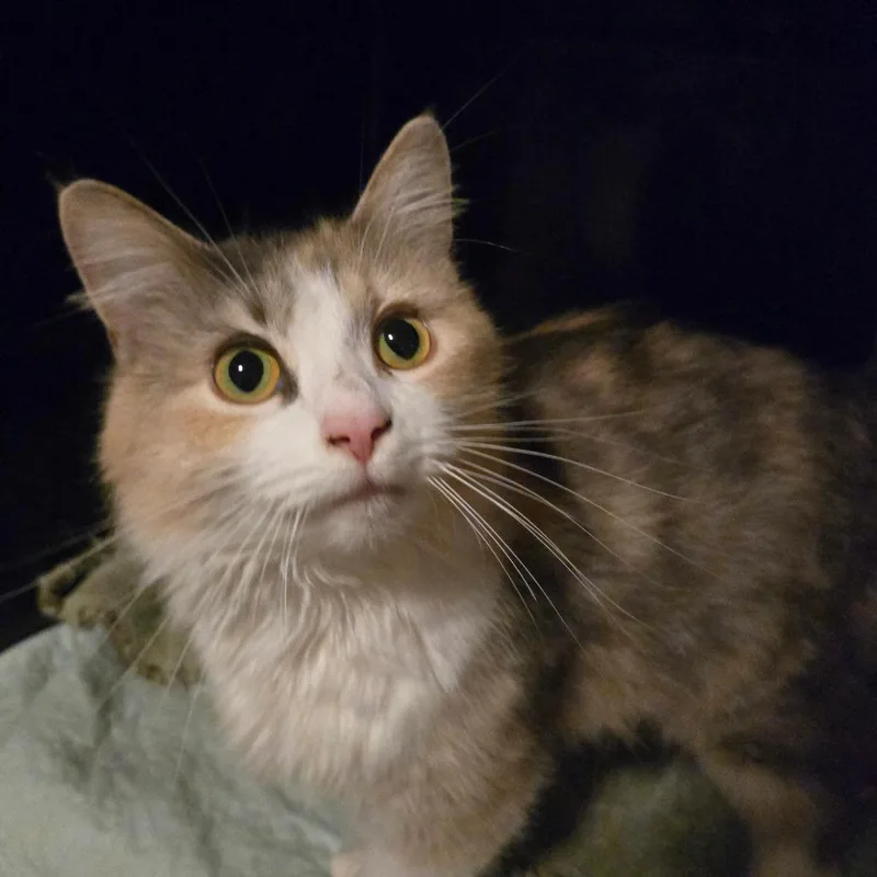 An adult small-sized female Calico Domestic Medium Hair cat named Cream for adoption in Lima, OH