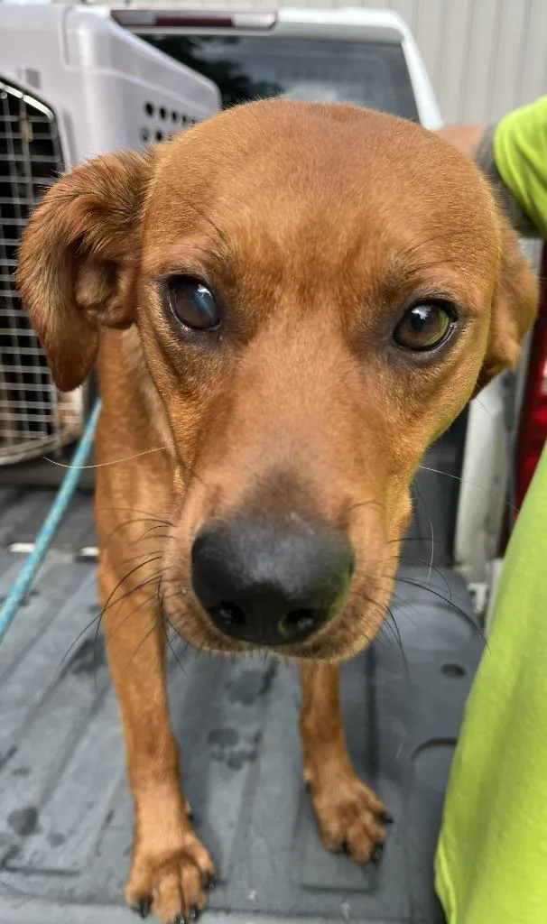 A young large-sized male Mixed Breed dog named Dunn for adoption in Lawrenceburg, TN