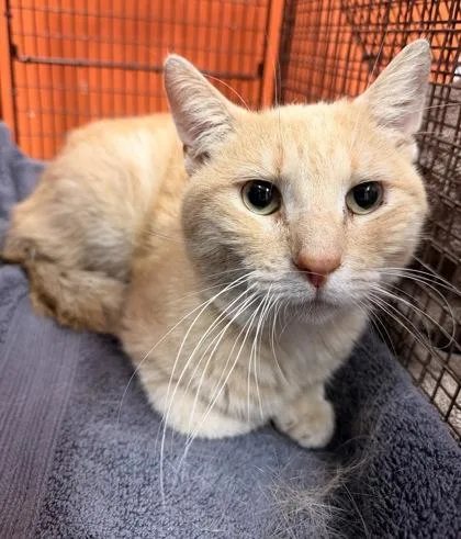 An adult small-sized male Domestic Short Hair cat named Scooter for adoption in Janesville, WI