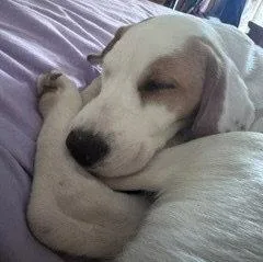 A young medium-sized female Brittany Spaniel dog named NVWinter for adoption in Baldwinsville, NY