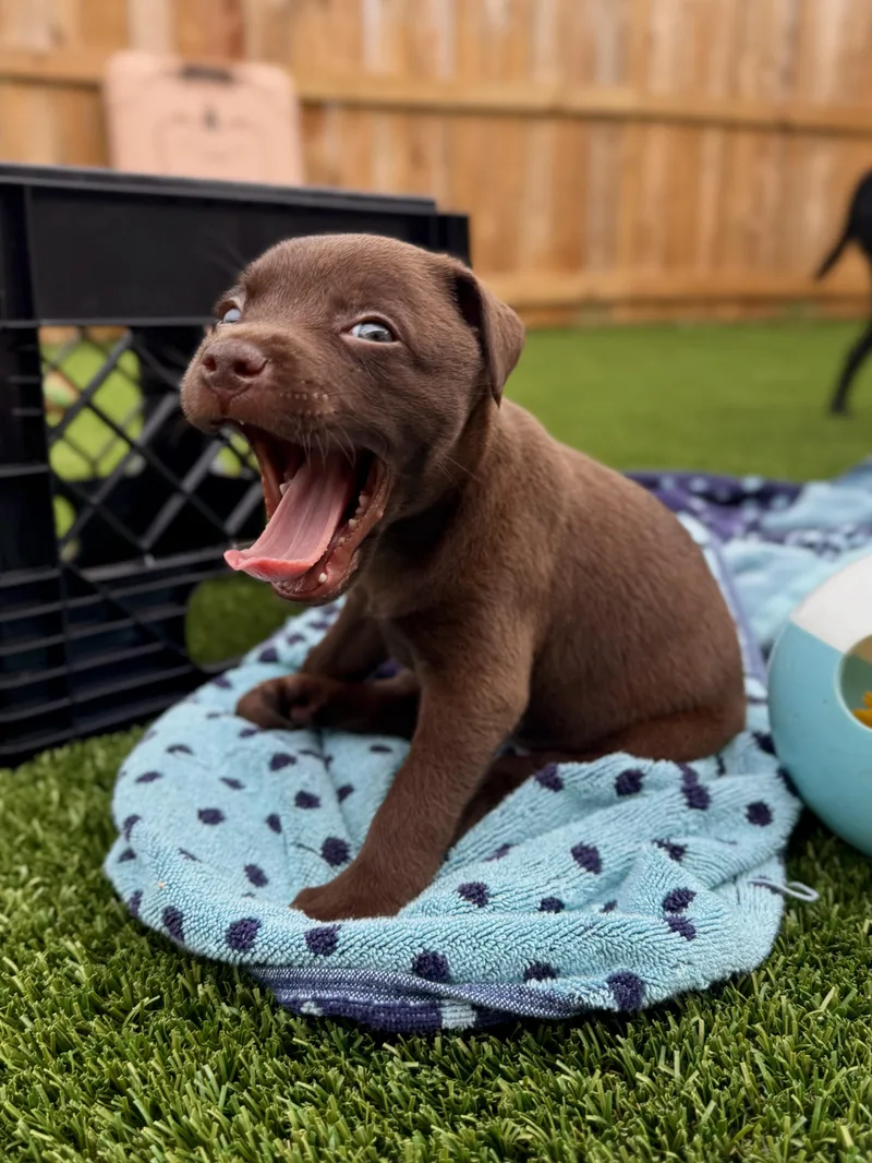 A baby medium-sized female Labrador Retriever dog named Daffodil for adoption in Mount Juliet, TN