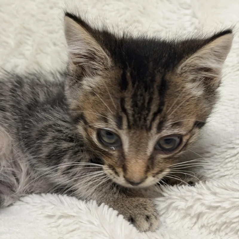 A baby medium-sized male Tabby (Buff / Tan / Fawn) Tabby cat named Sir Isaac Mewton for adoption in Pasco, WA