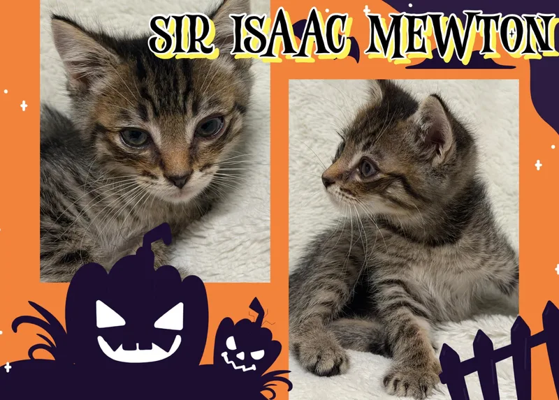 Sir Isaac Mewton thumbnail 2