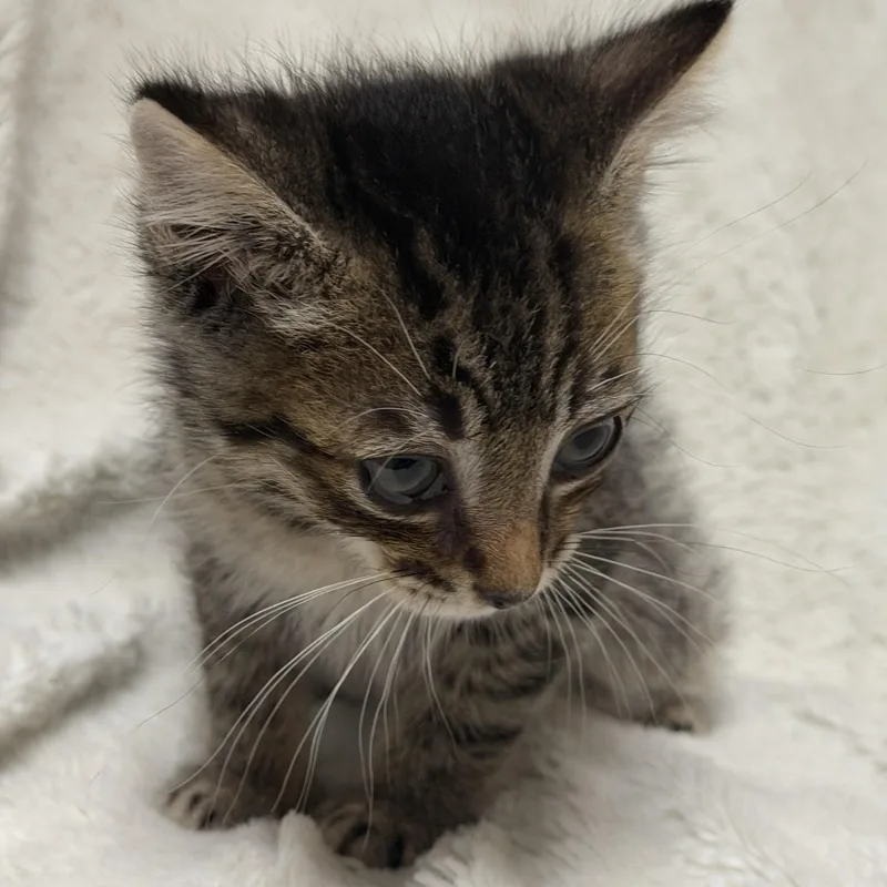 Sir Isaac Mewton thumbnail 3