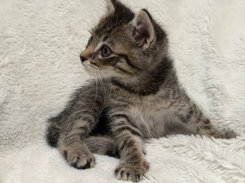 Sir Isaac Mewton thumbnail 4