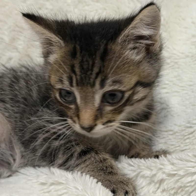 Sir Isaac Mewton thumbnail 5