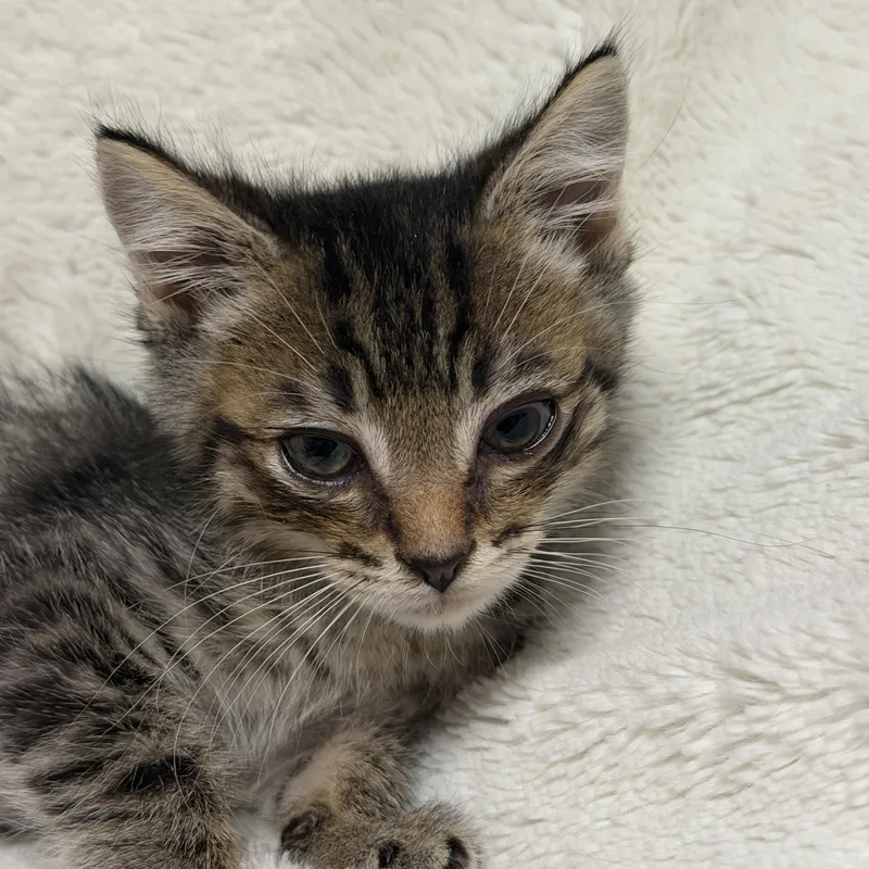 Sir Isaac Mewton thumbnail 6