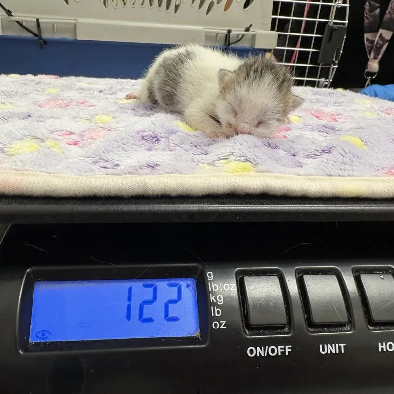 A baby small-sized male White Domestic Short Hair cat named Kirk for adoption in Upland, CA