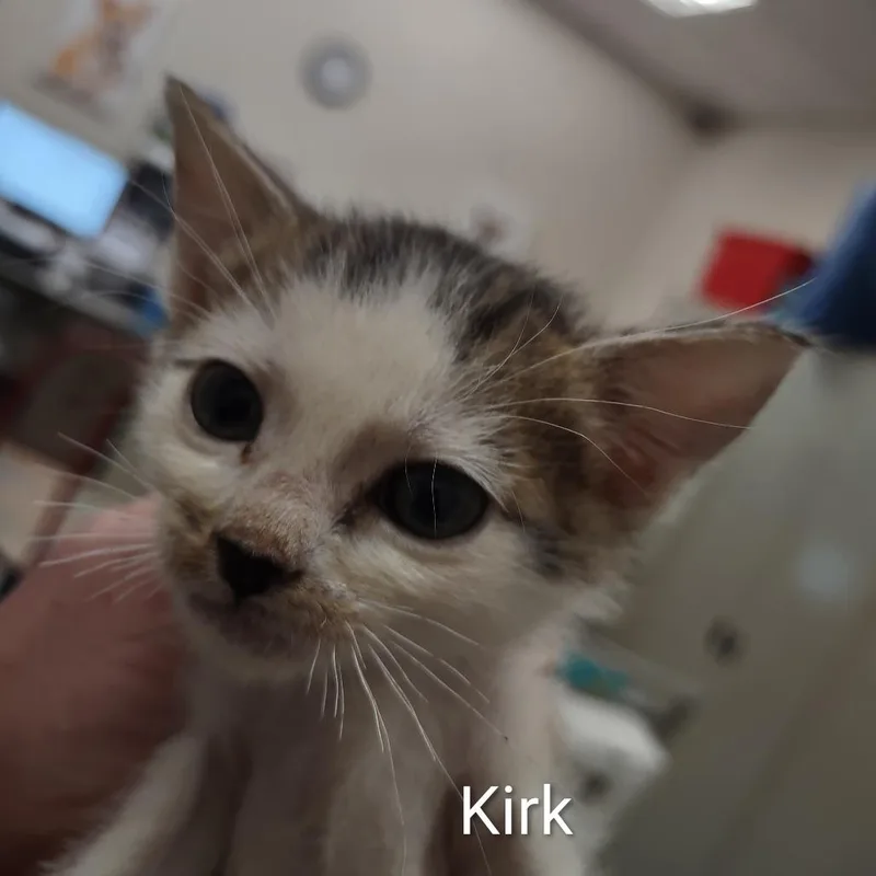 Kirk thumbnail 2