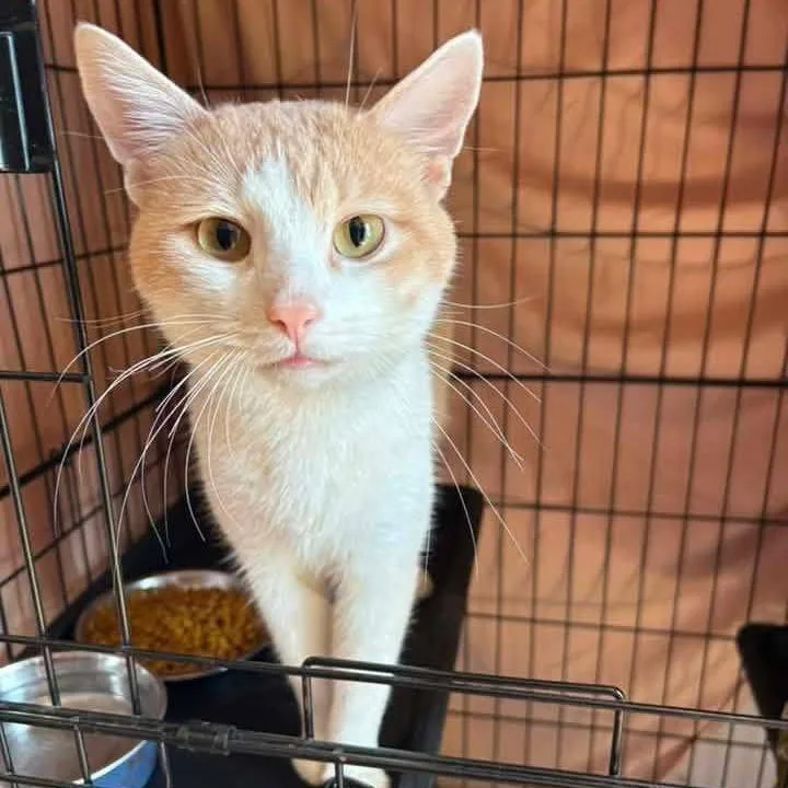 A young small-sized male White Domestic Short Hair cat named Sunkist for adoption in Long Island City, NY